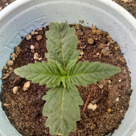 Gorilla Glue found in a bag