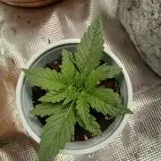 Gorilla Glue found in a bag