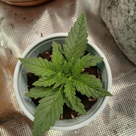 Gorilla Glue found in a bag