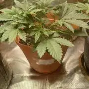 Cannabiz Gorilla glue auto - Pot 2