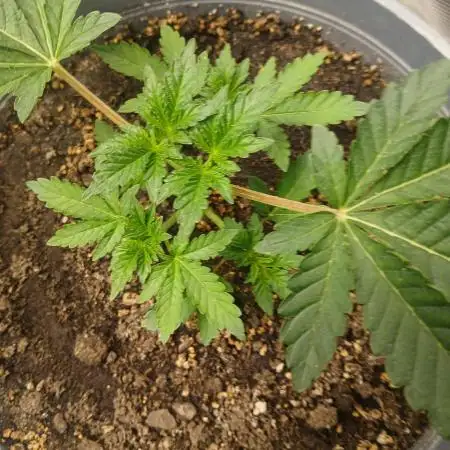 Cannabiz Gorilla glue auto-Pot #1