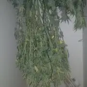 Gorilla z autos