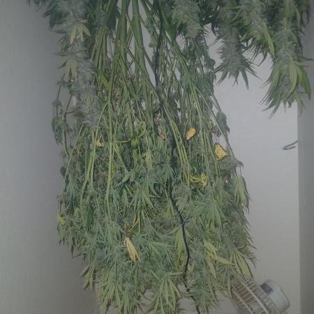 Gorilla z autos