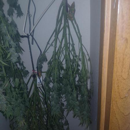 Cannabiz Gorilla glue auto - Pot 2