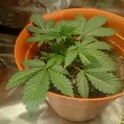 Cannabiz Gorilla glue auto - Pot 2