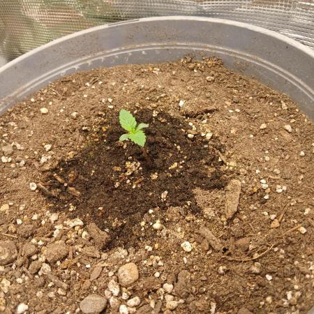 Cannabiz Gorilla glue auto-Pot #1