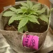 Cannabiz GG auto net pot