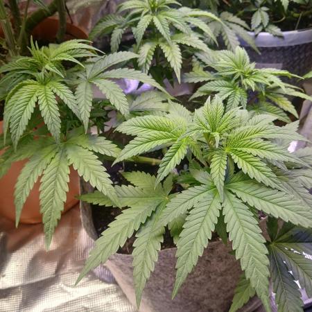 Gorilla Glue found in a bag
