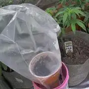 Guava Runts solo cup grow