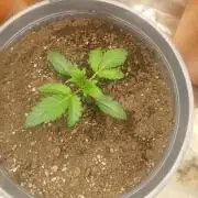 Cannabiz Gorilla glue auto-Pot #1