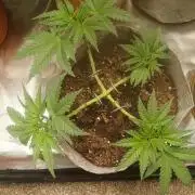 Gorilla Glue found in a bag