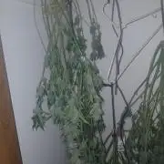 Cannabiz Gorilla glue auto-Pot #1