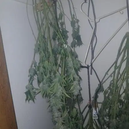 Cannabiz Gorilla glue auto-Pot #1