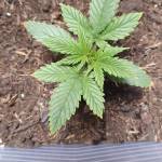 Californian snow 1st grow