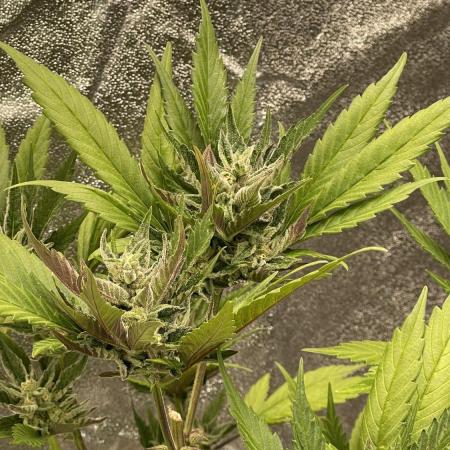 Fast Buds Autos Outdoor + Indoor 2025