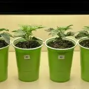 Eternity Grow Cup 2026 - Sticky Broccoli