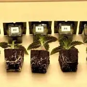 Eternity Grow Cup 2026 - Sticky Broccoli