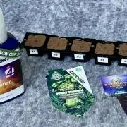 Eternity Grow Cup 2026 - Sticky Broccoli