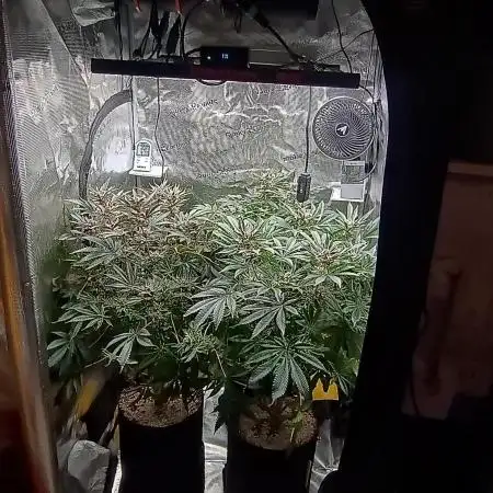Tropicanna Banana