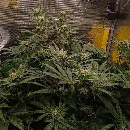 Tropicanna Banana
