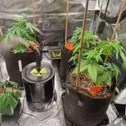 BruBaRunOG Kush/Round II