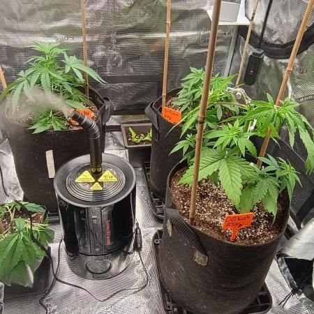 BruBaRunOG Kush/Round II
