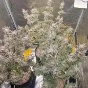 Tropicanna Banana