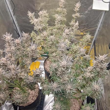 Tropicanna Banana