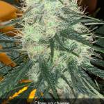 Seedsman Cheese,Girlscout crack,GelatOG