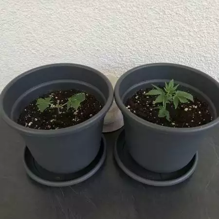 Grow III: Jack Herer clone