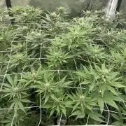 Brotanics Living Soil x GG4 Sherbet