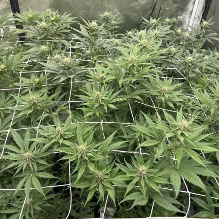 Brotanics Living Soil x GG4 Sherbet