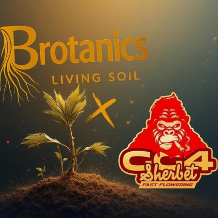 Brotanics Living Soil x GG4 Sherbet