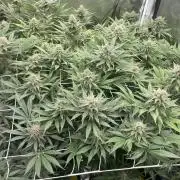 Brotanics Living Soil x GG4 Sherbet