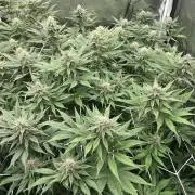 Brotanics Living Soil x GG4 Sherbet