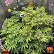 auto COOKIES
