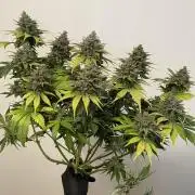 auto COOKIES