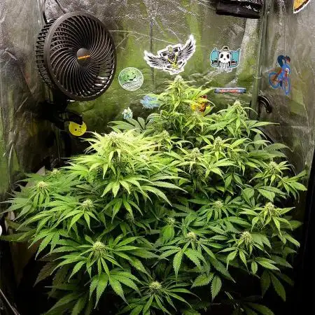 dream grow
