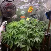 dream grow