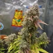 dream grow
