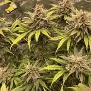 auto COOKIES
