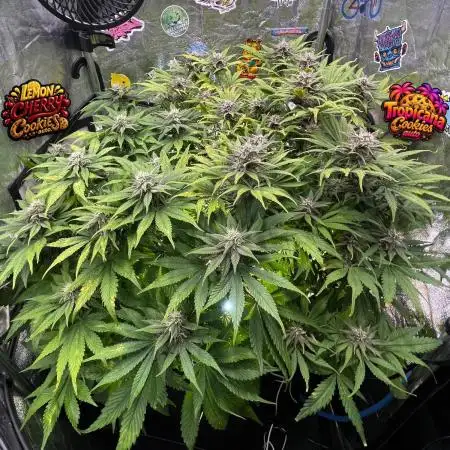 auto COOKIES