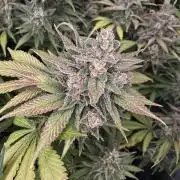 auto COOKIES