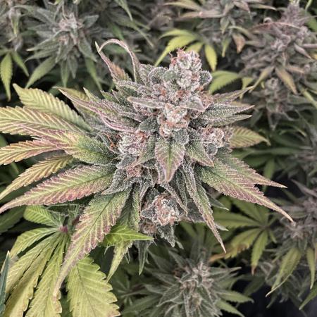 auto COOKIES