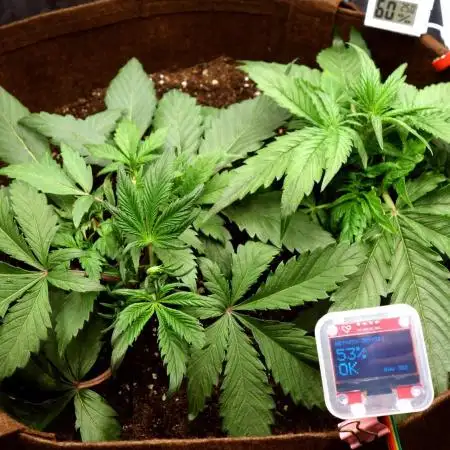 dream grow