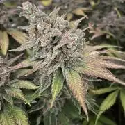 auto COOKIES
