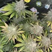 auto COOKIES