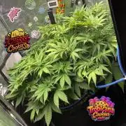auto COOKIES