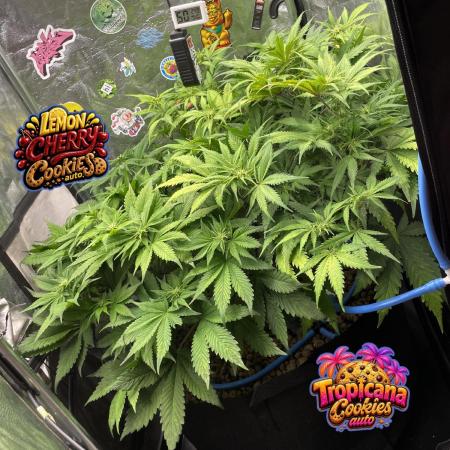 auto COOKIES