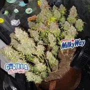 dream grow